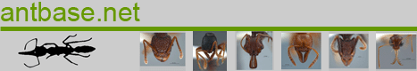 antbase.net