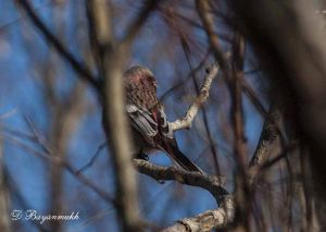 Uragus sibiricus