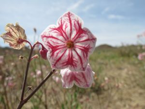 Apocynum pictum