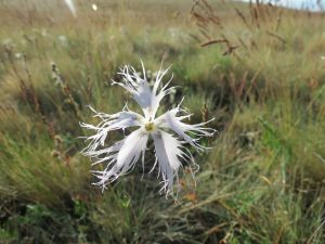 Dianthus soongoricus 