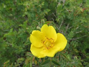 Rosa platyacantha