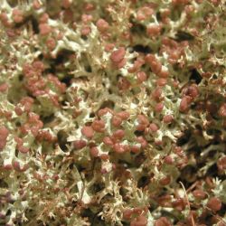 Cladonia kanewskii