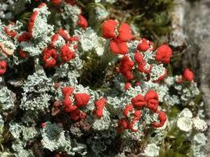 Cladonia coccifera