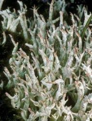 Cladonia amareocarea