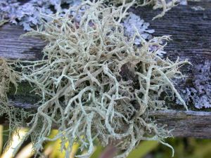 Evernia mesomorpha