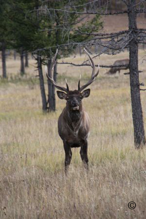 cervus-elaphus