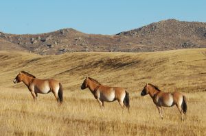 equus-ferus-przewalskii