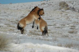 equus-ferus-przewalskii