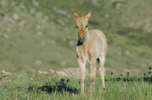 equus-ferus-przewalskii