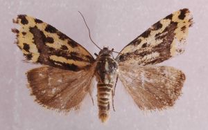 Acontia trabealis