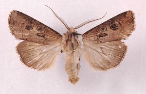 Actebia difficilis