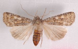 Actebia poecila