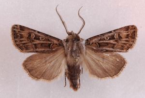 Agrotis ruta