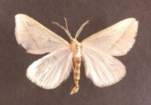 Aspilates gilvaria