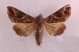 Autographa buraetica