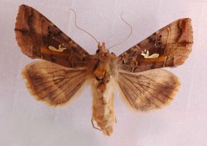 Autographa macrogamma