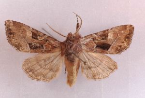 Blepharita amica