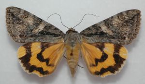 Catocala helena 