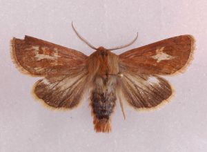 Cerapteryx graminis