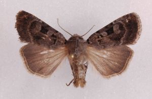 Chersotis deplanata