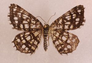 Chiasma clathrata