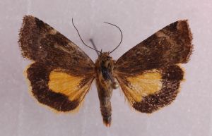 Cryptocala chardinyi