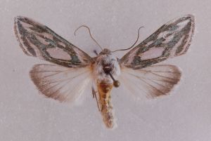 Cucullia argentea