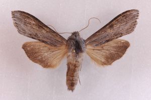 Cucullia umbratica