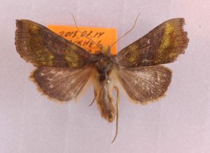 Diachrysia chrysitis