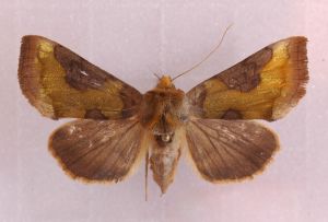 Diachrysia stenochrysitis