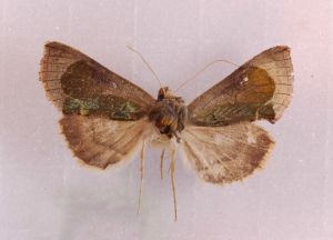 Diachrysia zosimi