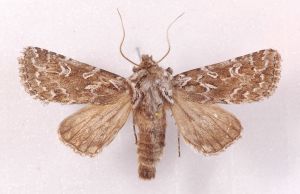 Eremobia sajanus