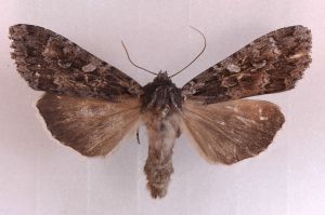 Eurois occulta