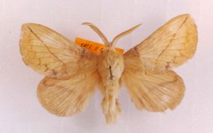 Euthrix potaroria