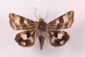 Heliothis ononis